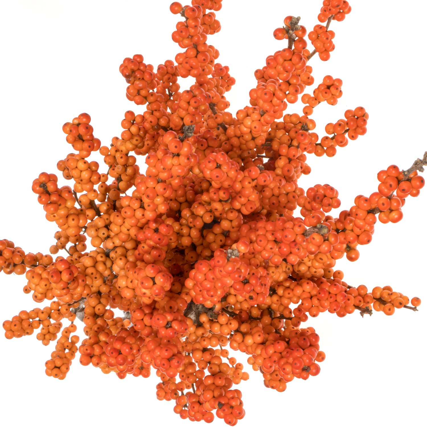 Ilex orange WinterGold 90cm