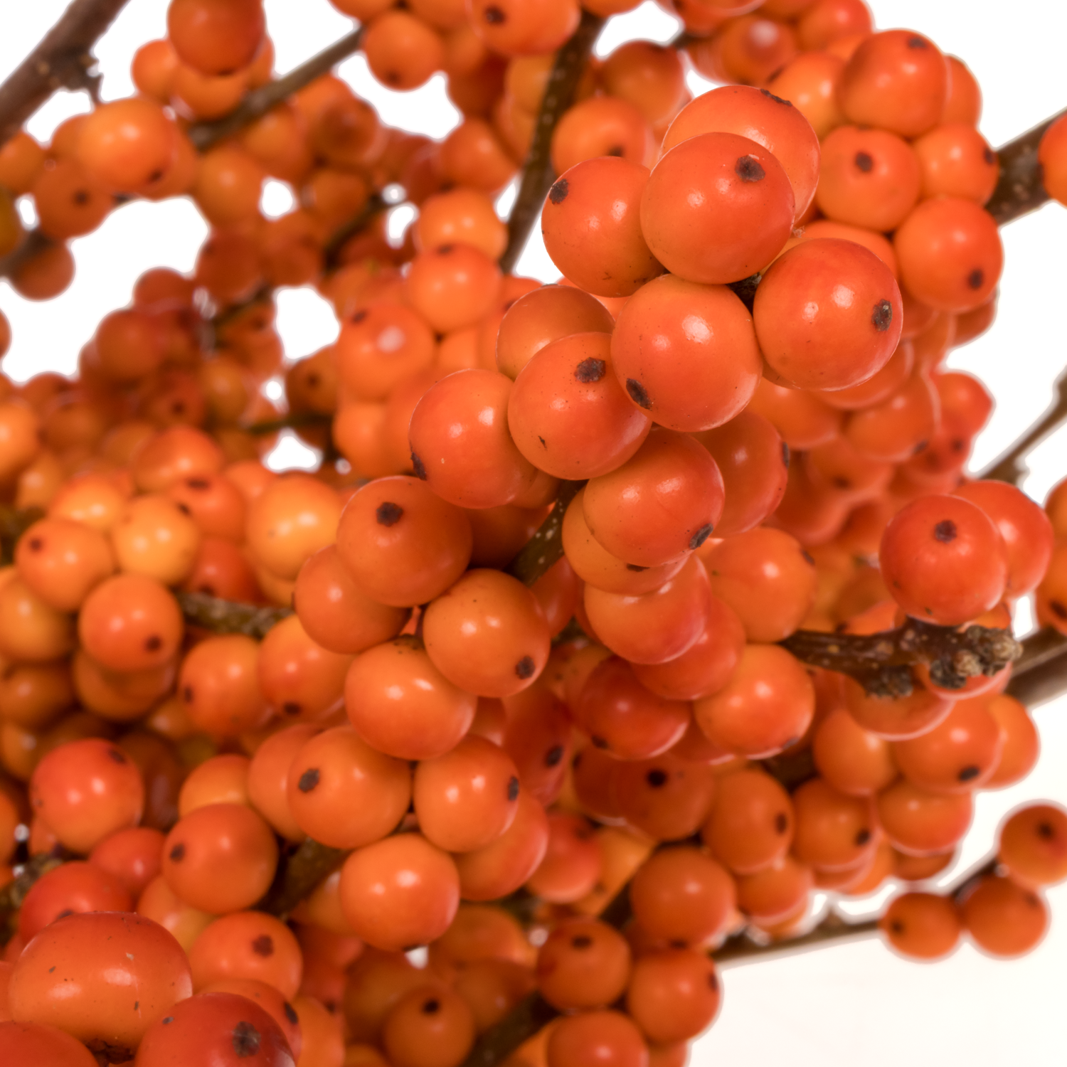 Ilex orange WinterGold 90cm