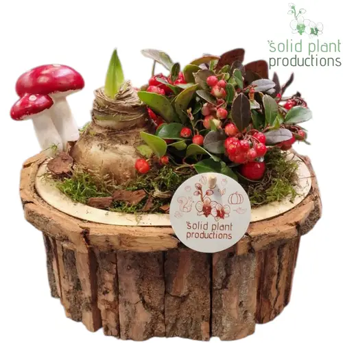 Amaryl.Arr BOSA001 Bark Small T22 H020