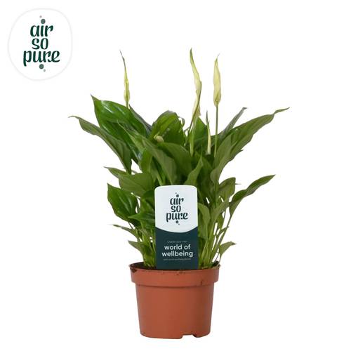 Spathiphyllum Chopin 8+ T10,5 H030