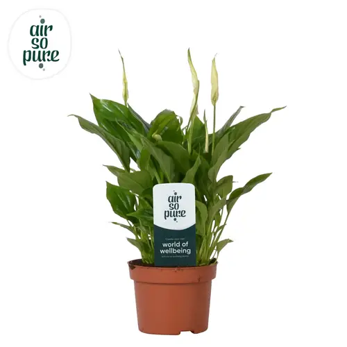 Spathiphyllum Chopin 8+ T10,5 H030