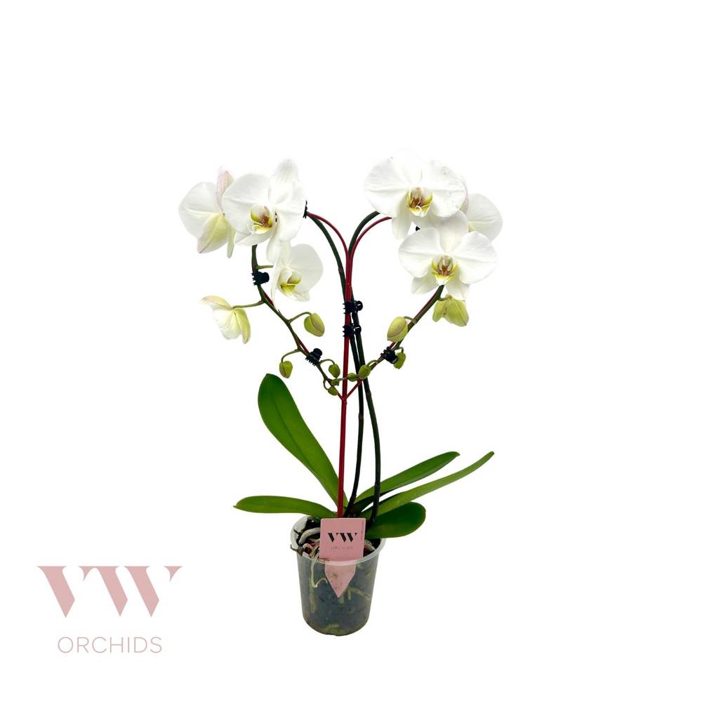 Phal.Herz Form weiss T12 H50