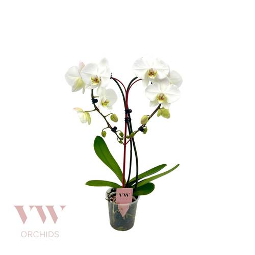 Phal.Herz Form weiss T12 H50