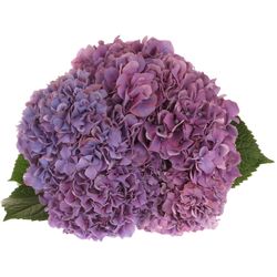 Hortensie lila Alps 18-20 cm Bol 17cm 60cm