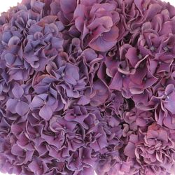 Hortensie lila Alps 18-20 cm Bol 17cm 60cm