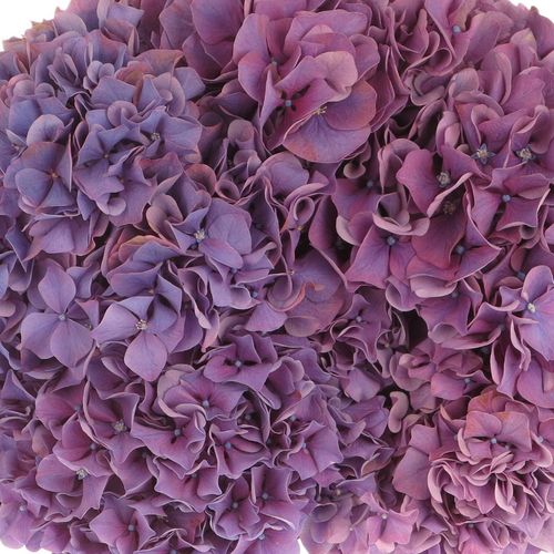 Hortensie lila Alps 18-20 cm Bol 17cm 60cm