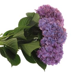 Hortensie lila Alps 18-20 cm Bol 17cm 60cm