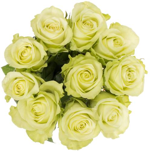 Rose hell grün Noelle 40cm