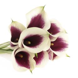 Calla weiss/lila Picasso 65cm