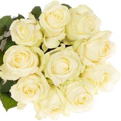 Rose creme/weiss Avalanche White Gold (SK) 80cm