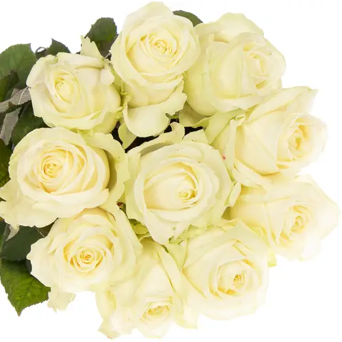 Rose creme/weiss Avalanche White Gold (SK) 80cm