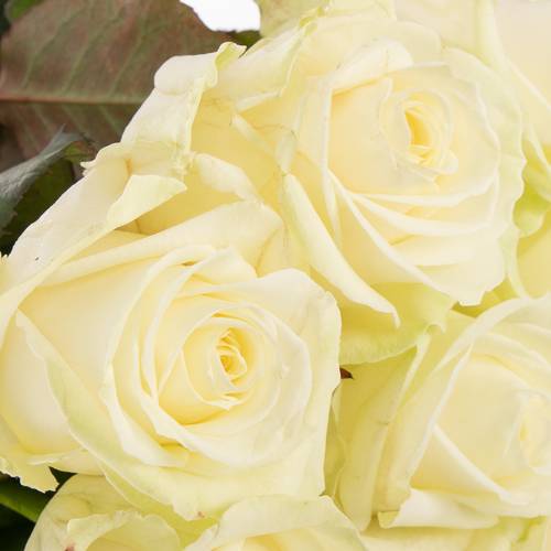 Rose creme/weiss Avalanche White Gold (SK) 80cm