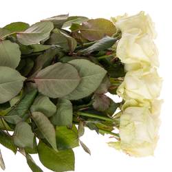 Rose creme/weiss Avalanche White Gold (SK) 80cm
