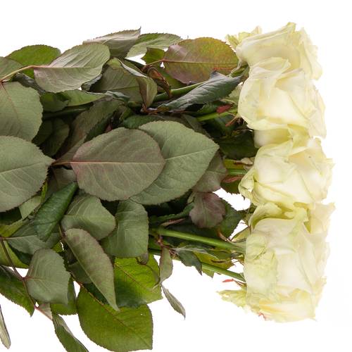 Rose creme/weiss Avalanche White Gold (SK) 80cm