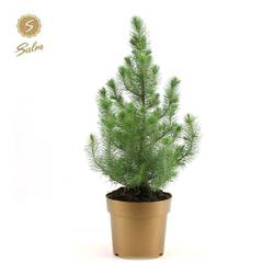 Pinus pinea Silver Crest im Golden Topf T17 H055