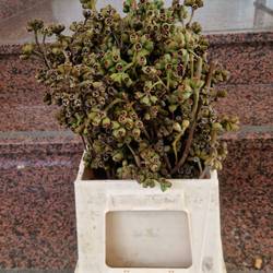 Euca Robusta Antique 50cm