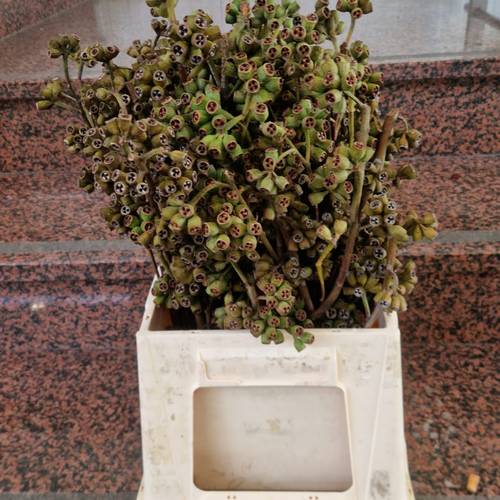 Euca Robusta Antique 50cm