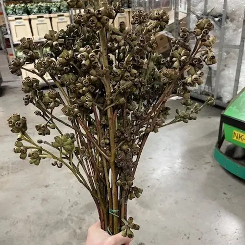 Euca Robusta Antique 50cm