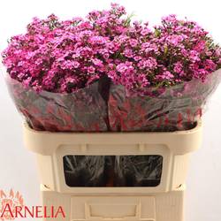 Wachsflower lila Xanadu 55Gramm 70cm