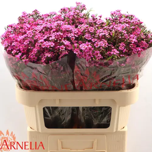 Wachsflower lila Xanadu 55Gramm 70cm