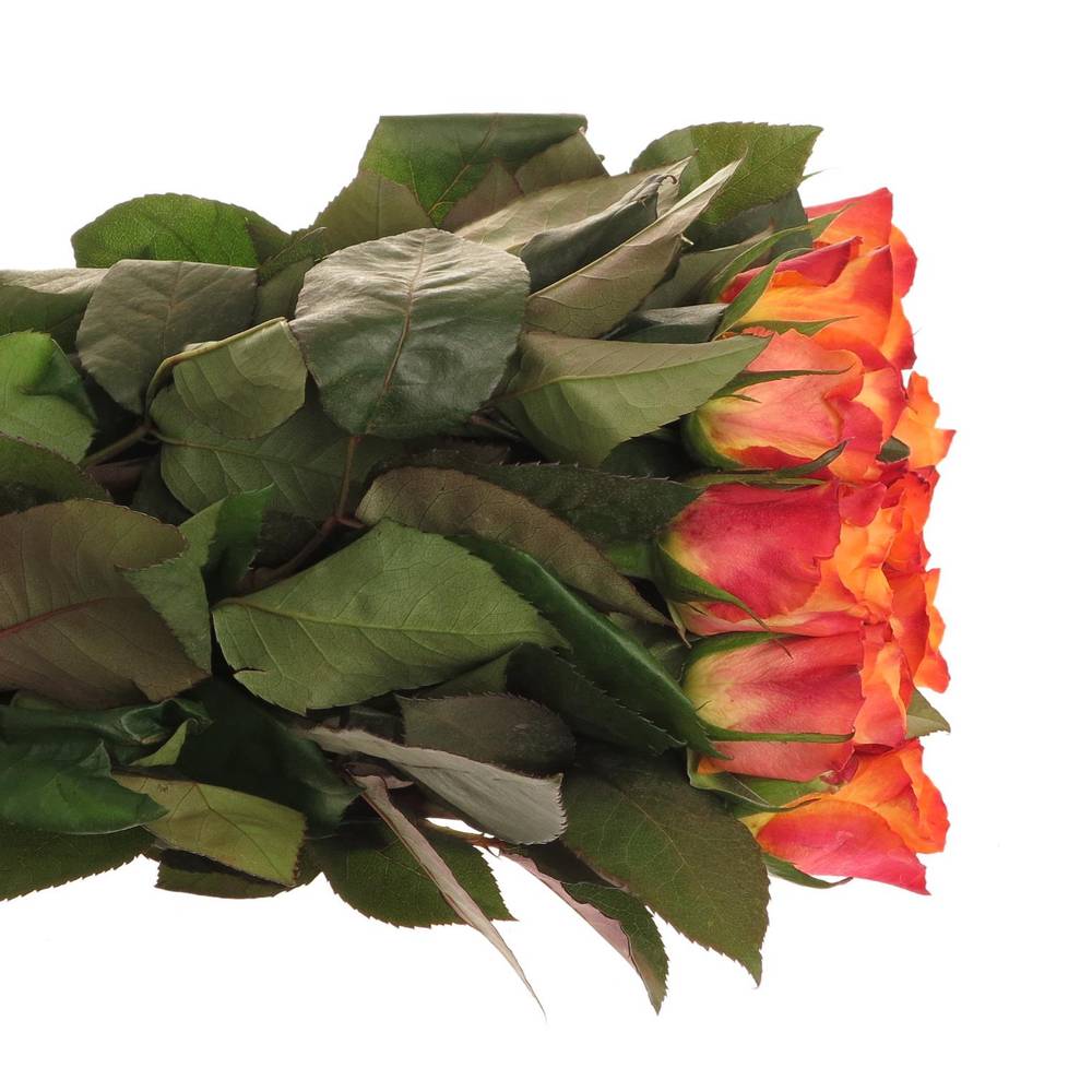 Rose orange Mariyo (Tima) 80cm 