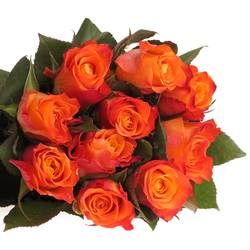 Rose orange Mariyo (Tima) 80cm 