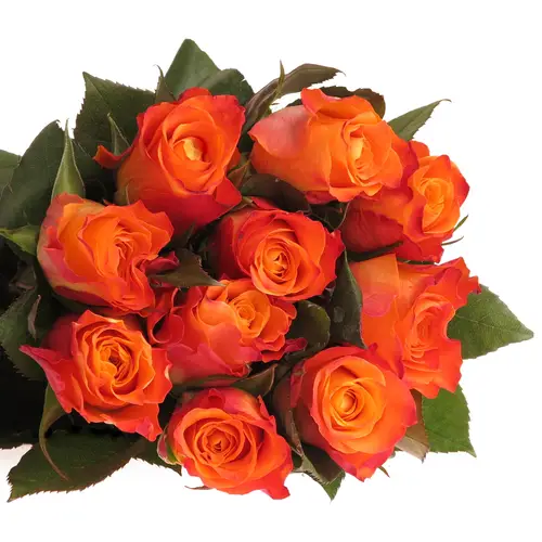 Rose orange Mariyo (Tima) 80cm 