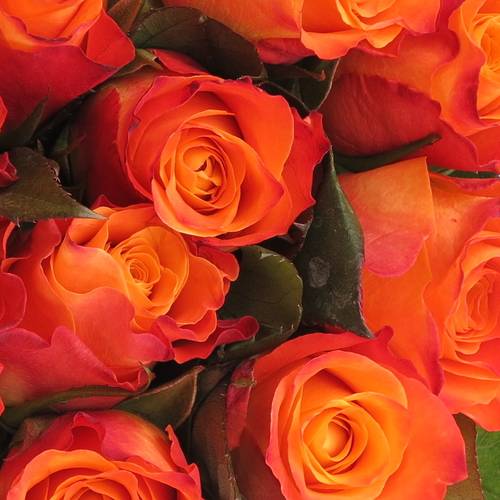 Rose orange Mariyo (Tima) 80cm 