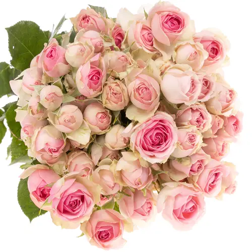 Rose verzweigt hell rosa/creme Dinara 5+Blüte 50cm