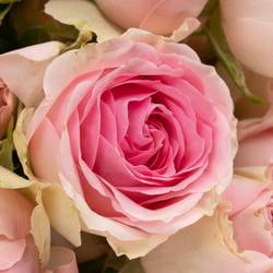 Rose verzweigt hell rosa/creme Dinara 5+Blüte 50cm