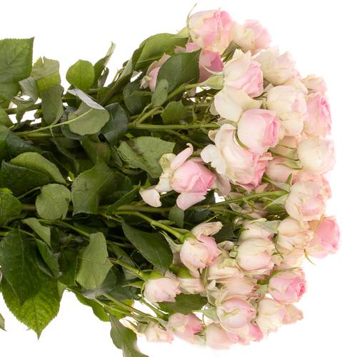 Rose verzweigt hell rosa/creme Dinara 5+Blüte 50cm