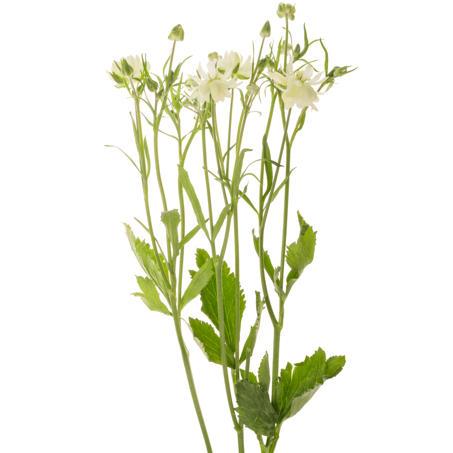 Ranunkel hell gelb Natura Moderna Galaxy 60cm