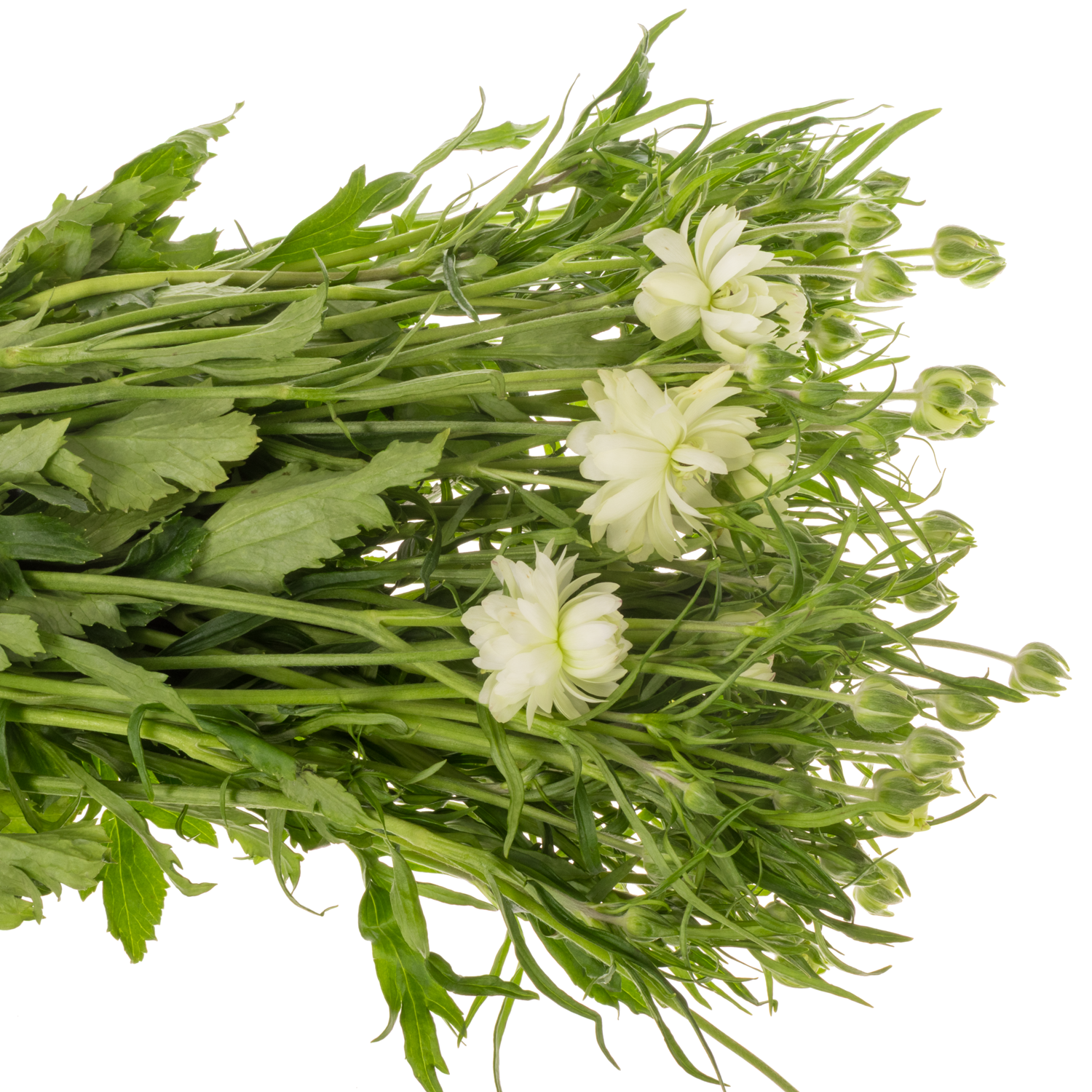 Ranunkel hell gelb Natura Moderna Galaxy 60cm