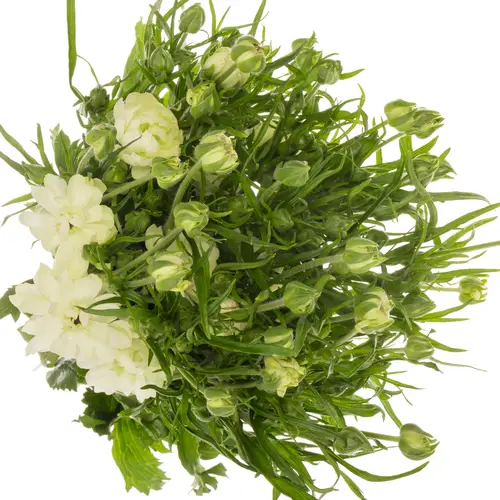 Ranunkel hell gelb Natura Moderna Galaxy 60cm