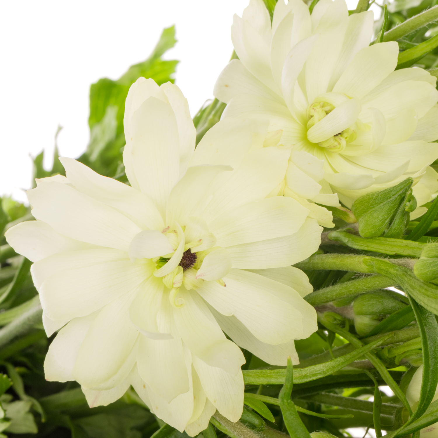 Ranunkel hell gelb Natura Moderna Galaxy 60cm