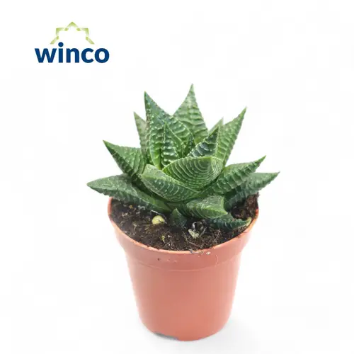 Haworthia Limifol T05,5 H10