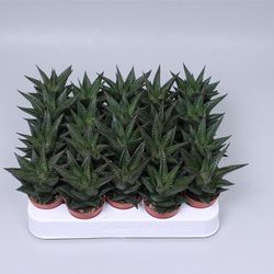 Haworthia Limifol T05,5 H10