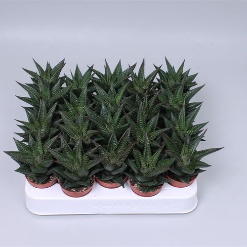 Haworthia Limifol T05,5 H10