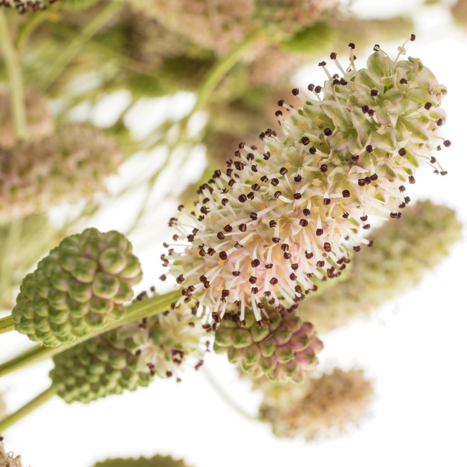 Sanguisorba hell rosa Nephele 80cm