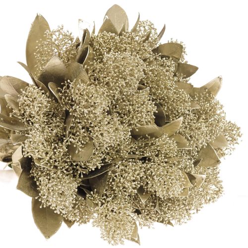 Skimmia platina gefärbt 40cm