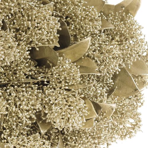 Skimmia platina gefärbt 40cm