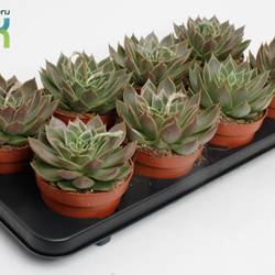 Echeveria agavoides T12 H010