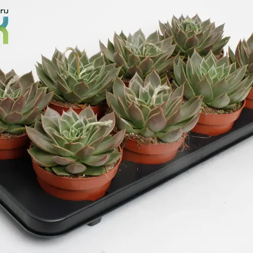 Echeveria agavoides T12 H010
