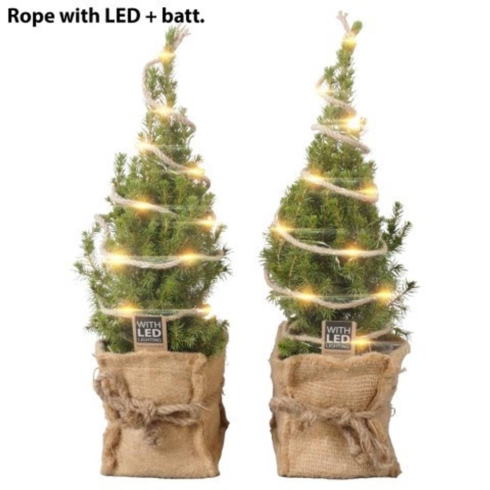 Picea Glauca Conica Jute +LED PTK25430 T13 H045