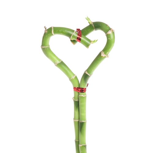 Jungle Bamboe grün Herz 40cm