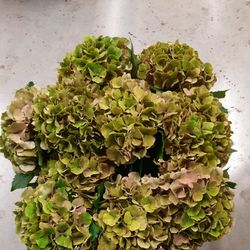 Hortensie grün Royal Star Bol 21cm 80cm