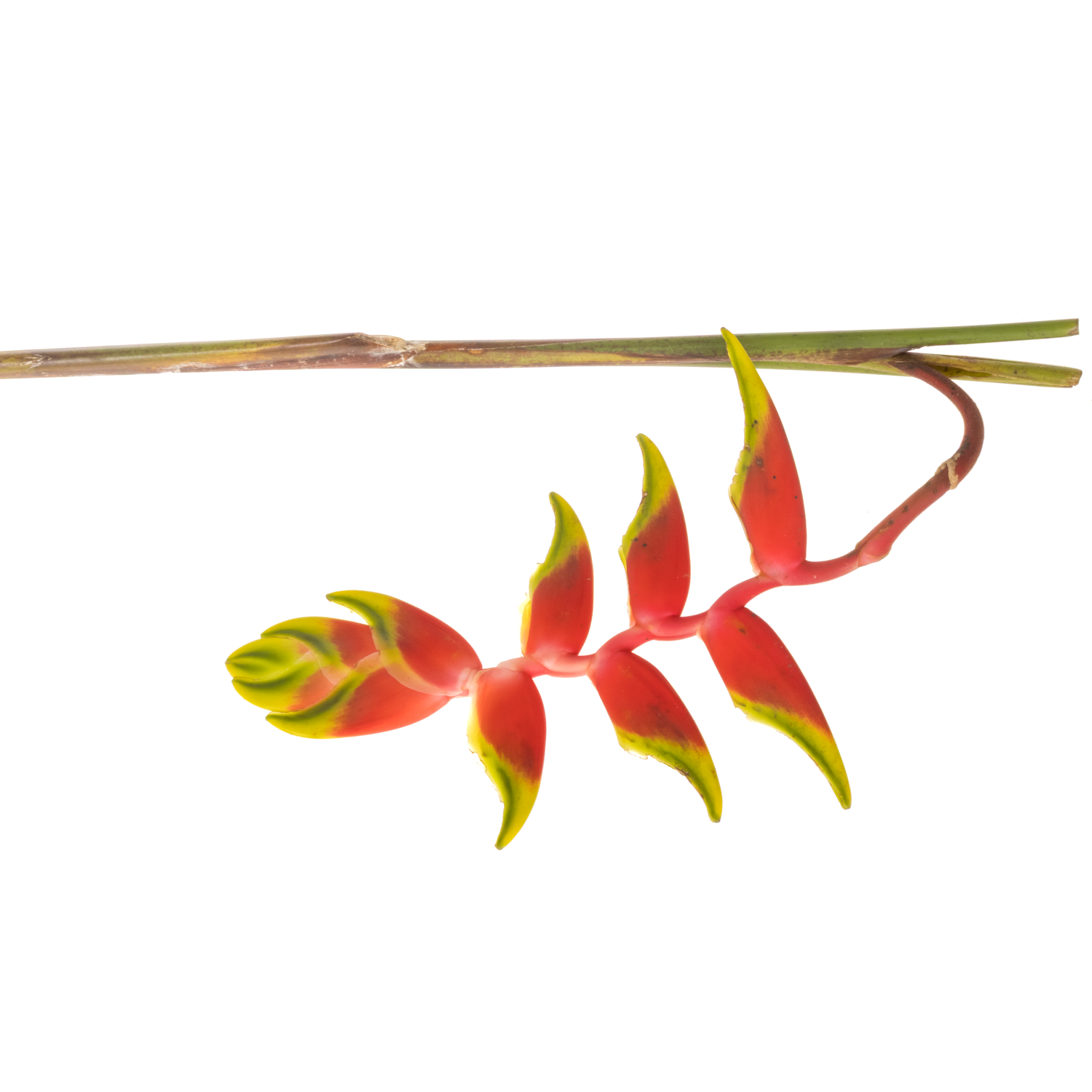 Heliconia Gross rot/gelb Rostrata  110cm