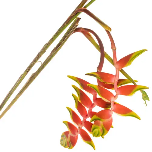 Heliconia Gross rot/gelb Rostrata  110cm
