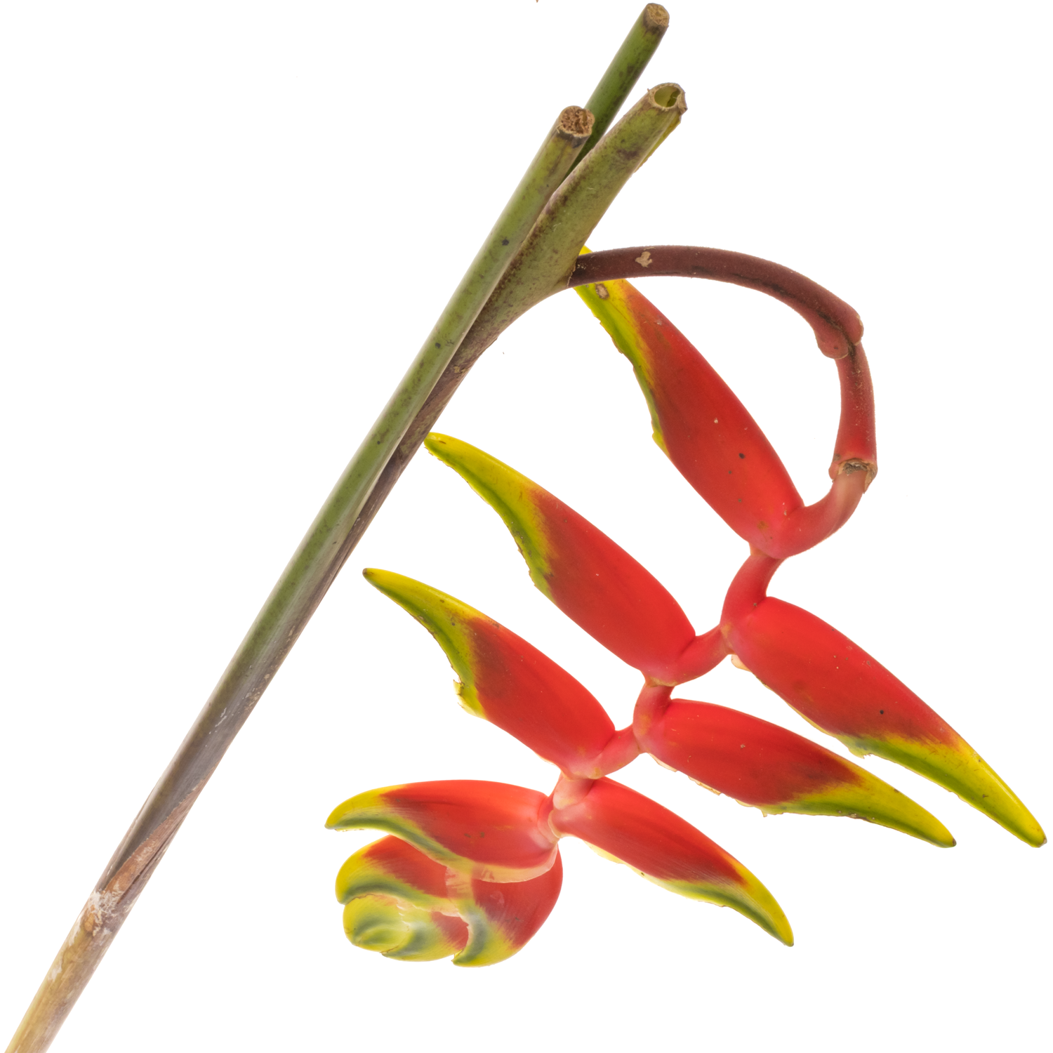 Heliconia Gross rot/gelb Rostrata  110cm