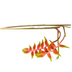 Heliconia Gross rot/gelb Rostrata  110cm